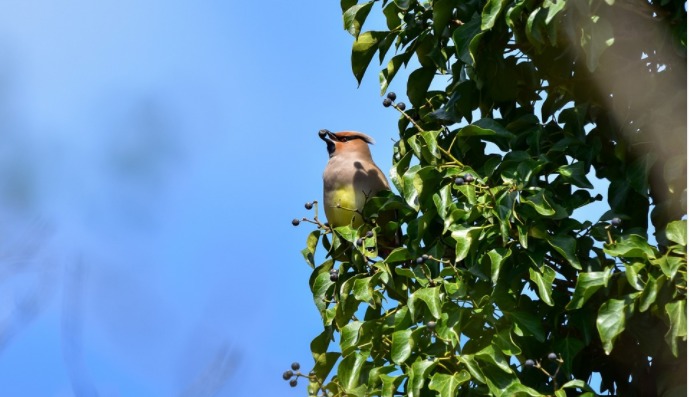 a bird in the forest