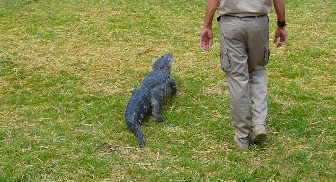 forest ranger with a gator